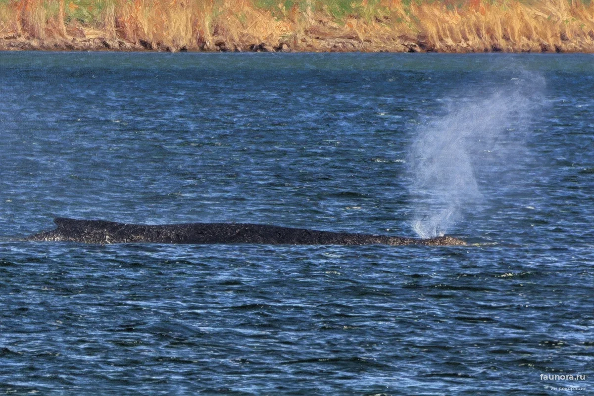 Немецкие спасатели применили авиационные подушки: удастся ли вывезти кита Тимми из Балтики